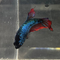 the-fish-farm Female Betta Female Betta - One Only - Y Choose your own Female Betta at The Fish Farm Australia