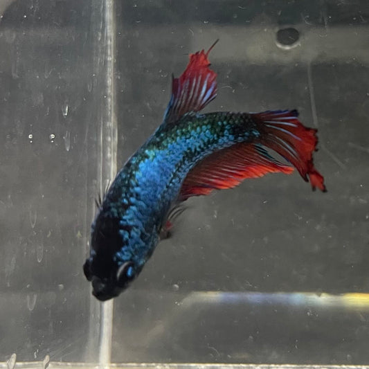 the-fish-farm Female Betta Female Betta - One Only - Y Choose your own Female Betta at The Fish Farm Australia