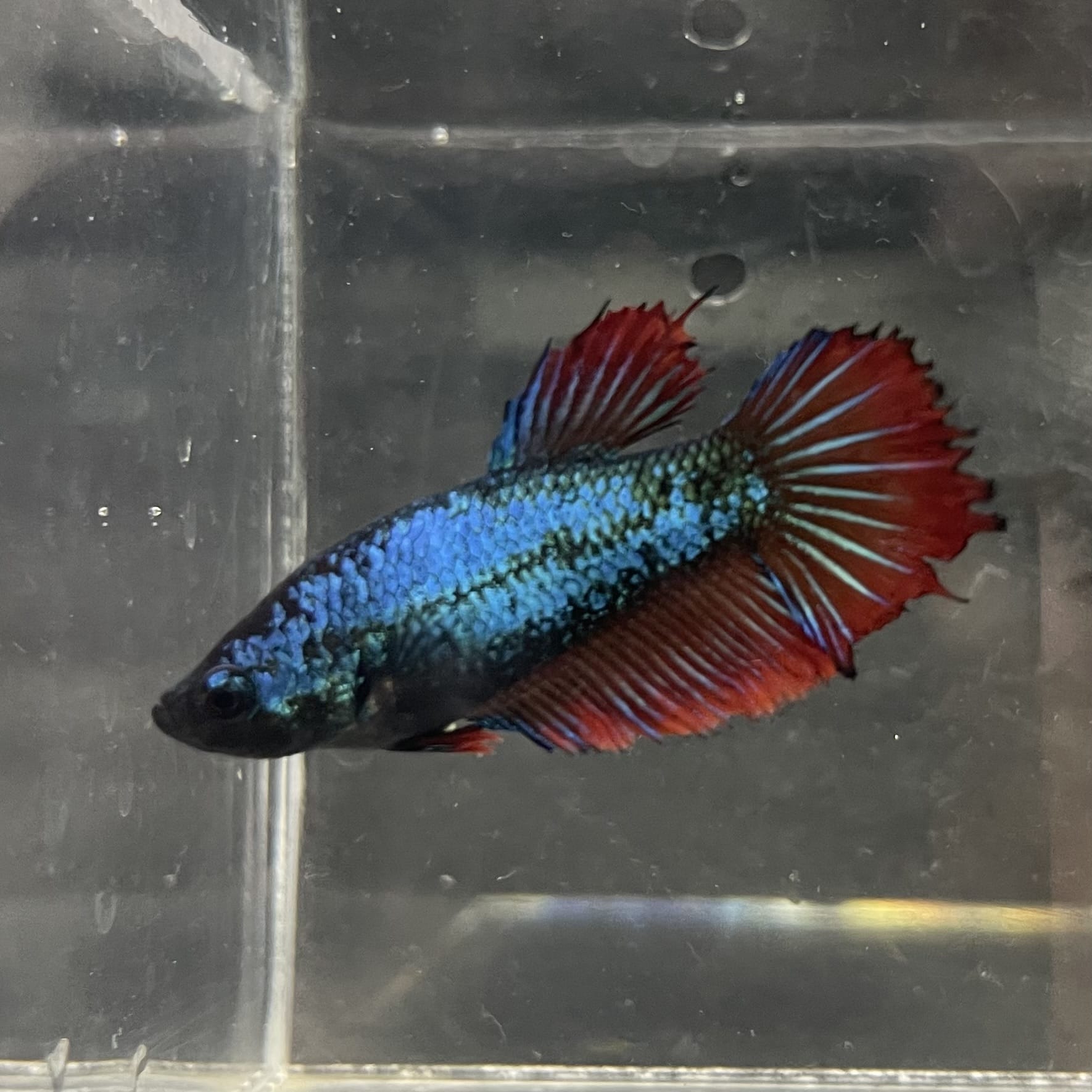 the-fish-farm Female Betta Female Betta - One Only - Y Choose your own Female Betta at The Fish Farm Australia