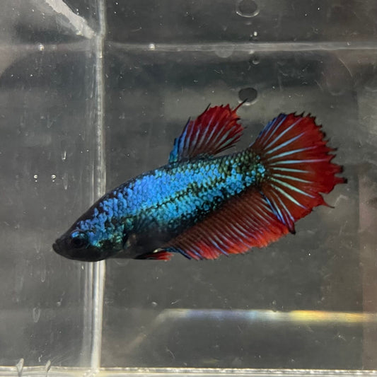 the-fish-farm Female Betta Female Betta - One Only - Y Choose your own Female Betta at The Fish Farm Australia