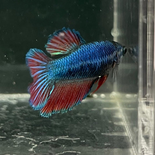 the-fish-farm Female Betta Female Betta - One Only - Y Choose your own Female Betta at The Fish Farm Australia