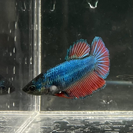 the-fish-farm Female Betta Female Betta - One Only - Y Choose your own Female Betta at The Fish Farm Australia