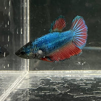 the-fish-farm Female Betta Female Betta - One Only - Y Choose your own Female Betta at The Fish Farm Australia