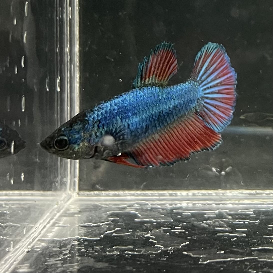the-fish-farm Female Betta Female Betta - One Only - Y Choose your own Female Betta at The Fish Farm Australia
