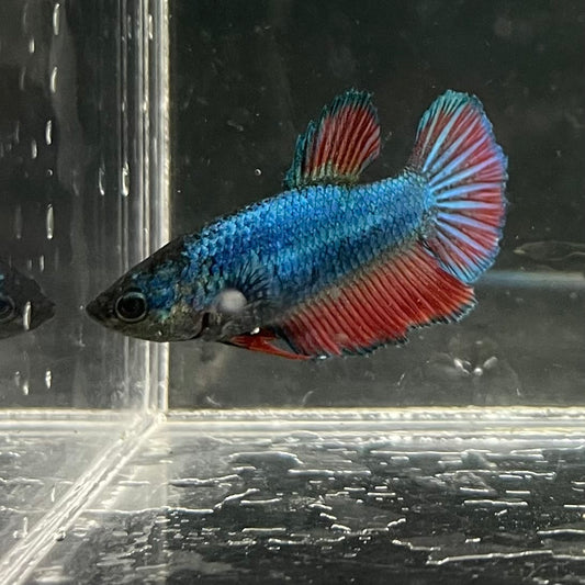 the-fish-farm Female Betta Female Betta - One Only - Y Choose your own Female Betta at The Fish Farm Australia