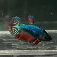 the-fish-farm Female Betta Female Betta - One Only - Y Choose your own Female Betta at The Fish Farm Australia