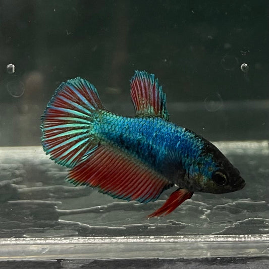 the-fish-farm Female Betta Female Betta - One Only - Y Choose your own Female Betta at The Fish Farm Australia
