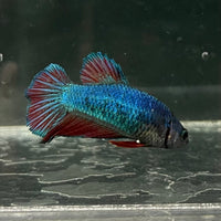 the-fish-farm Female Betta Female Betta - One Only - Y Choose your own Female Betta at The Fish Farm Australia