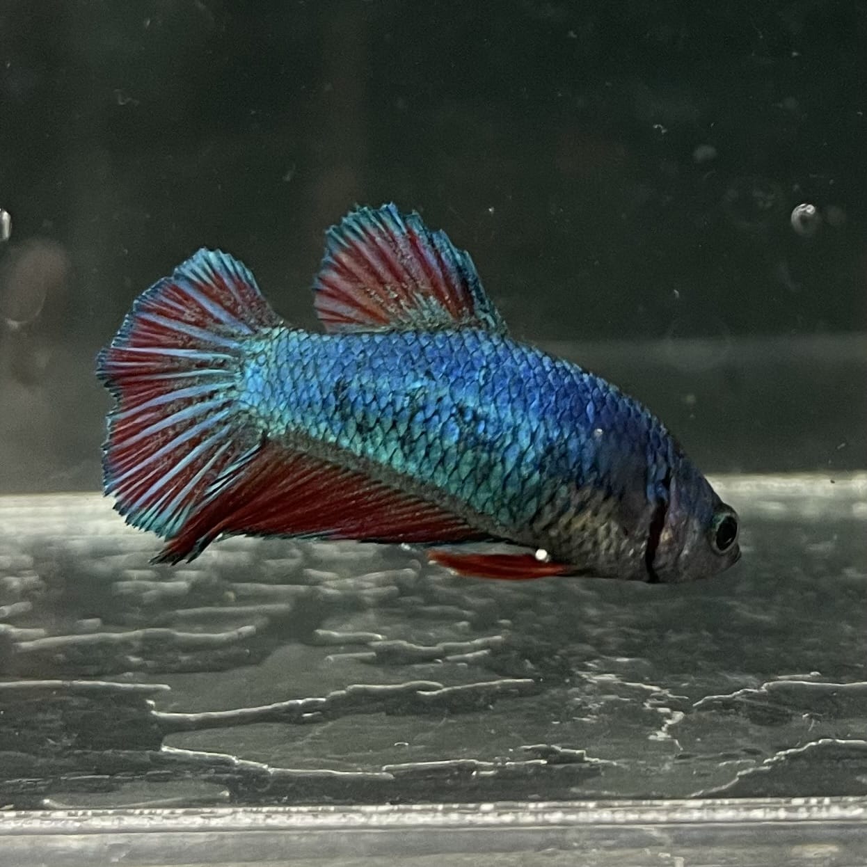 the-fish-farm Female Betta Female Betta - One Only - Y Choose your own Female Betta at The Fish Farm Australia