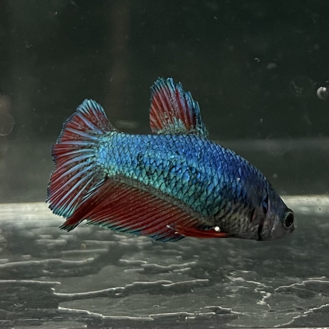 the-fish-farm Female Betta Female Betta - One Only - Y Choose your own Female Betta at The Fish Farm Australia