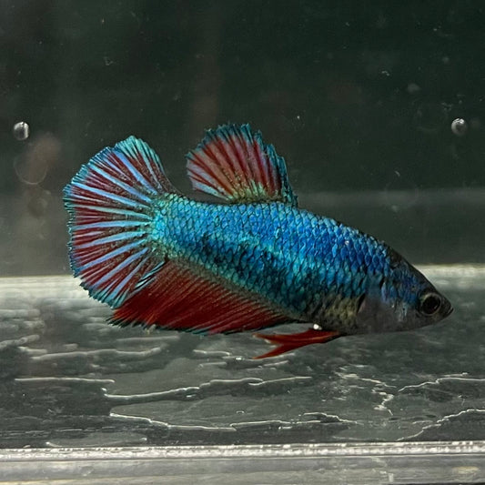 the-fish-farm Female Betta Female Betta - One Only - Y Choose your own Female Betta at The Fish Farm Australia