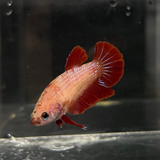 the-fish-farm Female Betta Female Betta - One Only - Y Choose your own Female Betta at The Fish Farm Australia