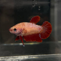 the-fish-farm Female Betta Female Betta - One Only - Y Choose your own Female Betta at The Fish Farm Australia