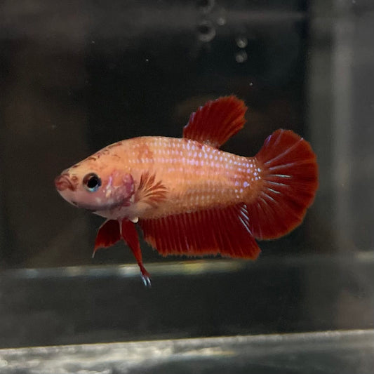 the-fish-farm Female Betta Female Betta - One Only - Y Choose your own Female Betta at The Fish Farm Australia