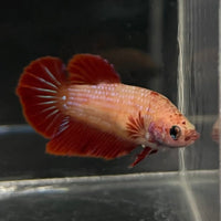 the-fish-farm Female Betta Female Betta - One Only - Y Choose your own Female Betta at The Fish Farm Australia