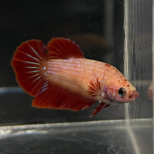 the-fish-farm Female Betta Female Betta - One Only - Y Choose your own Female Betta at The Fish Farm Australia