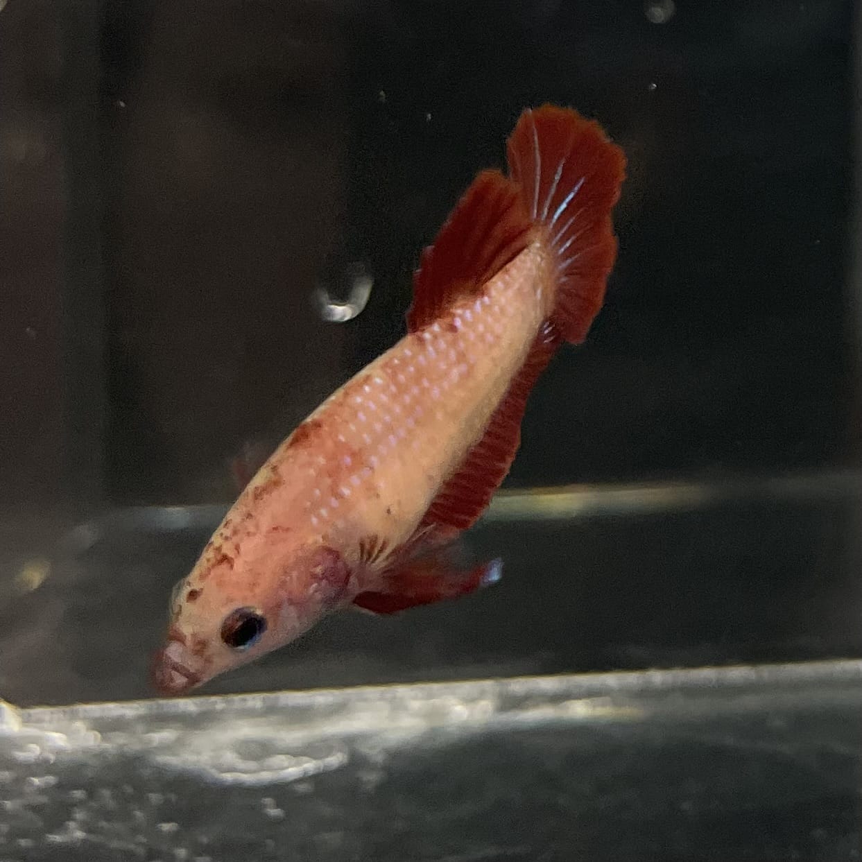 the-fish-farm Female Betta Female Betta - One Only - Y Choose your own Female Betta at The Fish Farm Australia