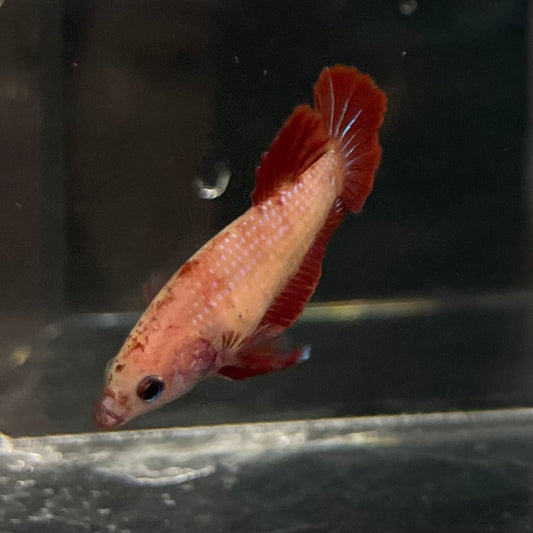 the-fish-farm Female Betta Female Betta - One Only - Y Choose your own Female Betta at The Fish Farm Australia