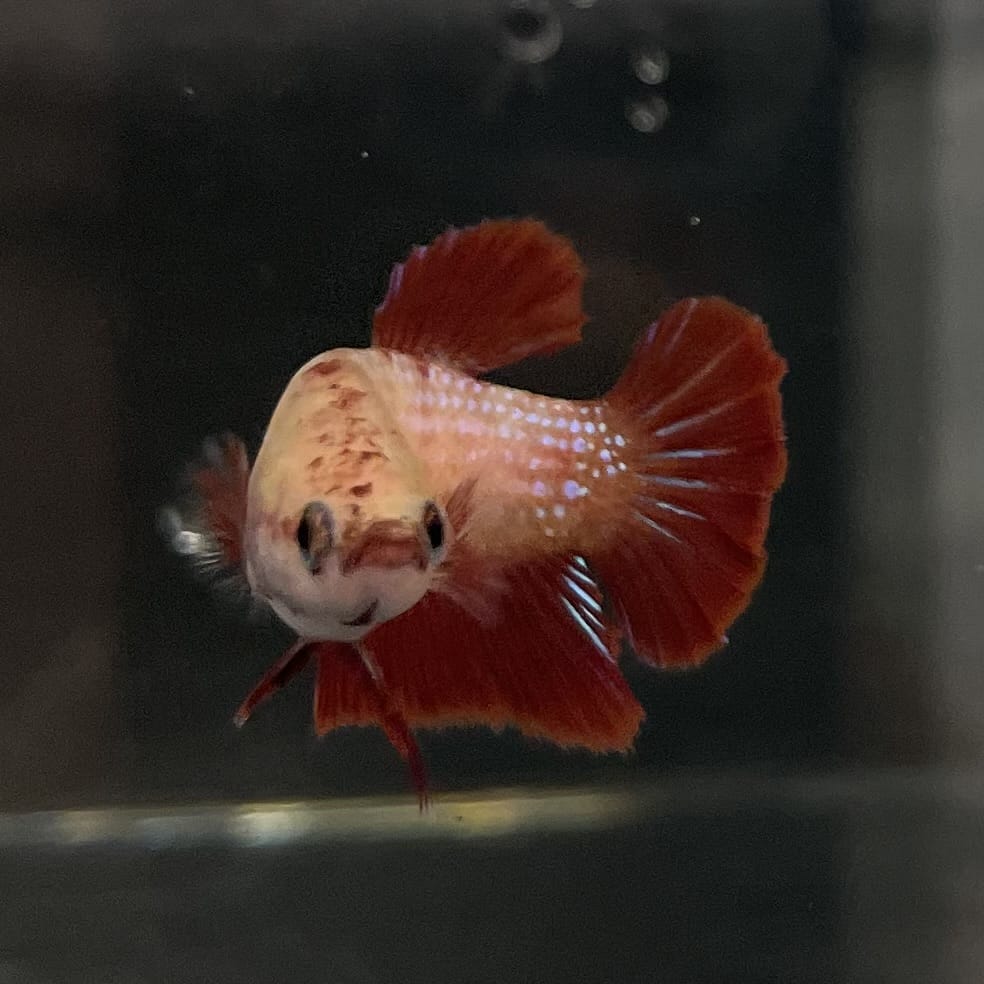 the-fish-farm Female Betta Female Betta - One Only - Y Choose your own Female Betta at The Fish Farm Australia