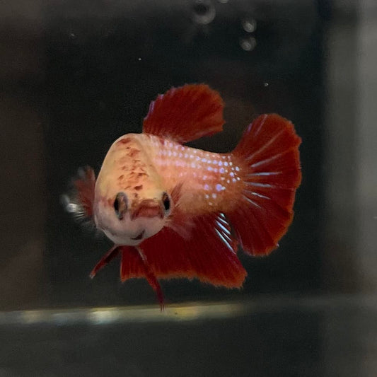 the-fish-farm Female Betta Female Betta - One Only - Y Choose your own Female Betta at The Fish Farm Australia