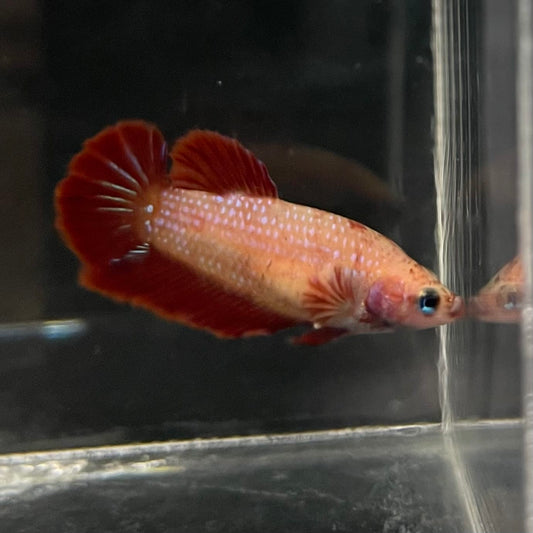 the-fish-farm Female Betta Female Betta - One Only - Y Choose your own Female Betta at The Fish Farm Australia