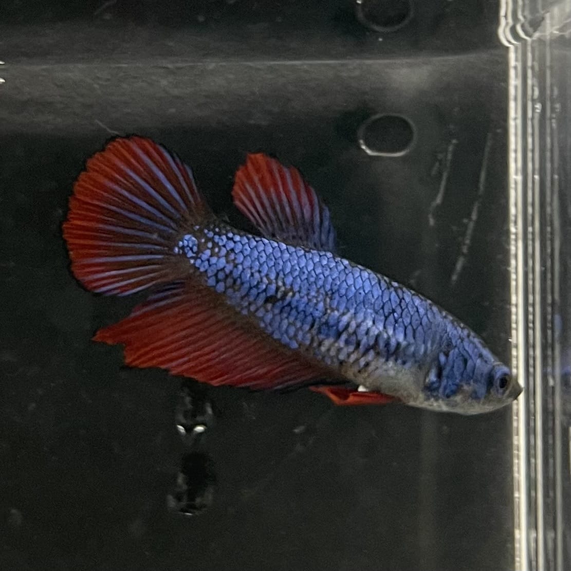 the-fish-farm Female Betta Female Betta - One Only - Y Choose your own Female Betta at The Fish Farm Australia