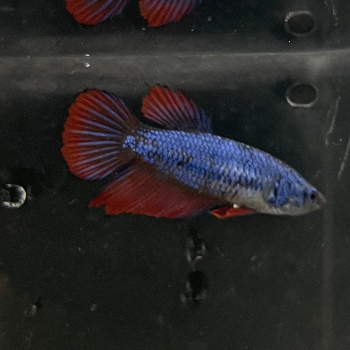 the-fish-farm Female Betta Female Betta - One Only - Y Choose your own Female Betta at The Fish Farm Australia