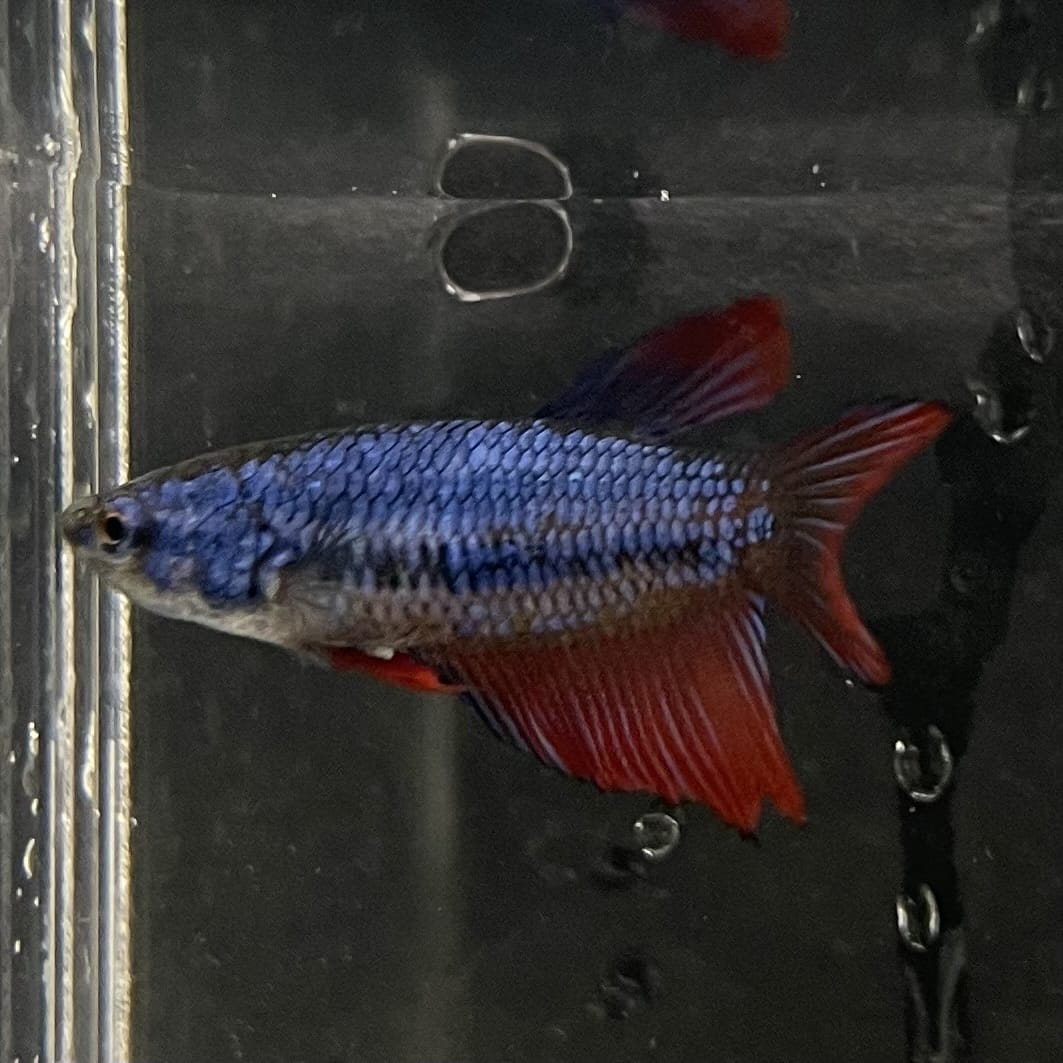 the-fish-farm Female Betta Female Betta - One Only - Y Choose your own Female Betta at The Fish Farm Australia