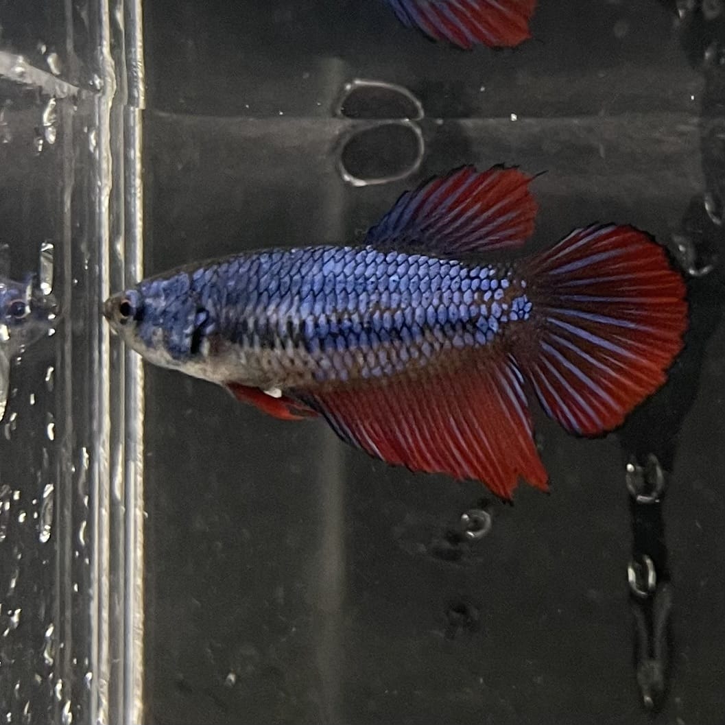 the-fish-farm Female Betta Female Betta - One Only - Y Choose your own Female Betta at The Fish Farm Australia