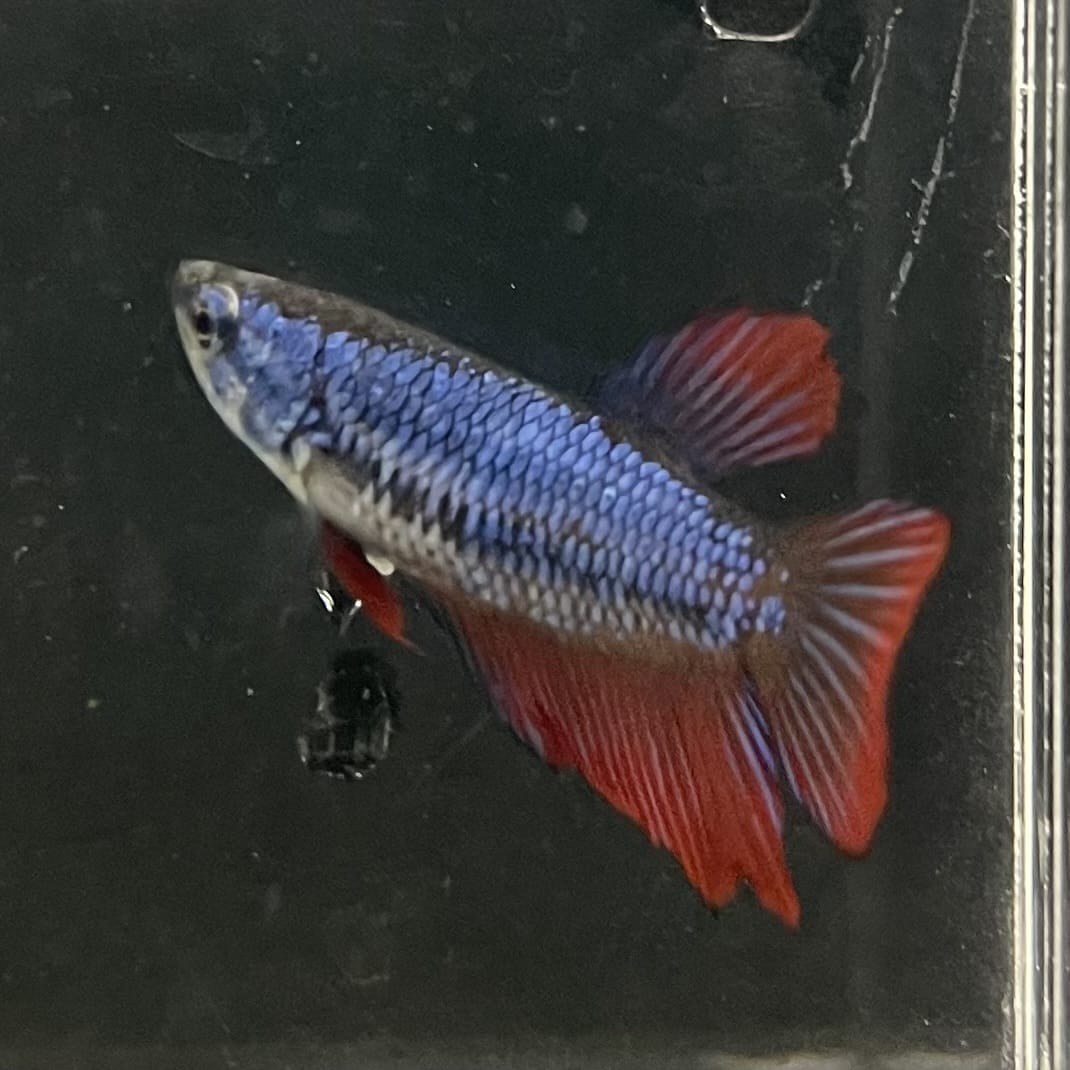 the-fish-farm Female Betta Female Betta - One Only - Y Choose your own Female Betta at The Fish Farm Australia
