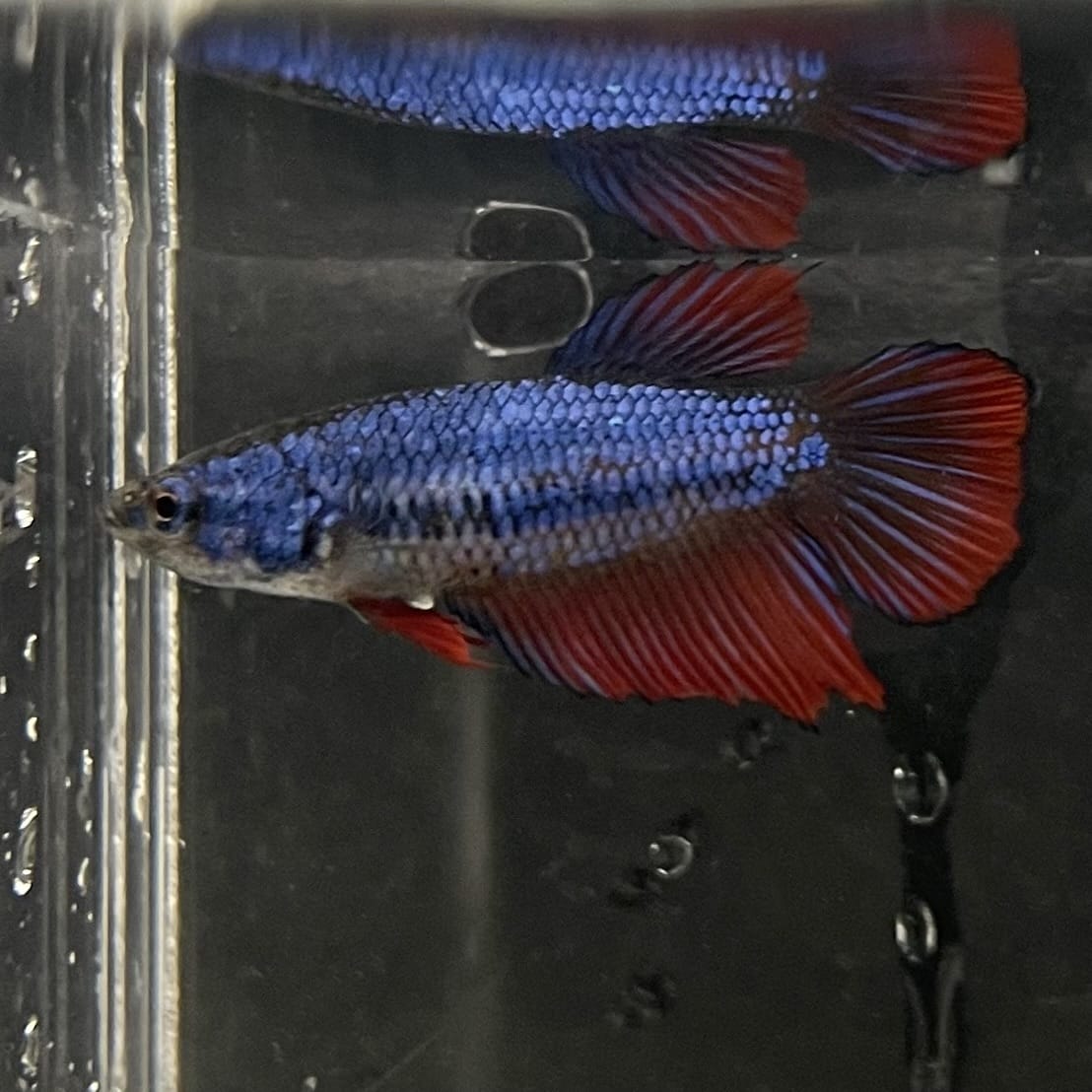the-fish-farm Female Betta Female Betta - One Only - Y Choose your own Female Betta at The Fish Farm Australia