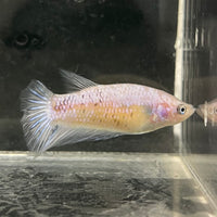 the-fish-farm Female Betta Female Betta - One Only - Y Choose your own Female Betta at The Fish Farm Australia