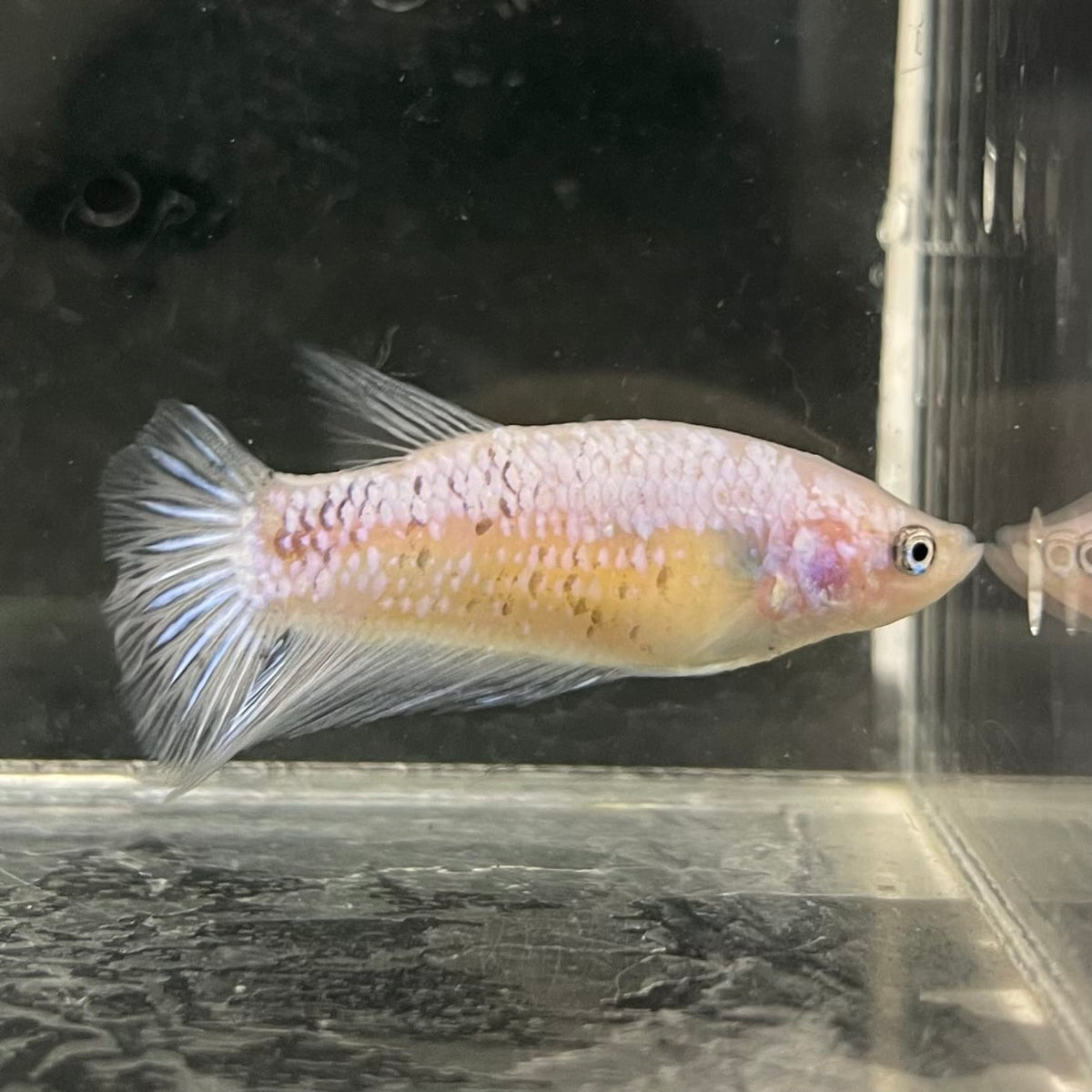 the-fish-farm Female Betta Female Betta - One Only - Y Choose your own Female Betta at The Fish Farm Australia
