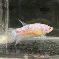 the-fish-farm Female Betta Female Betta - One Only - Y Choose your own Female Betta at The Fish Farm Australia