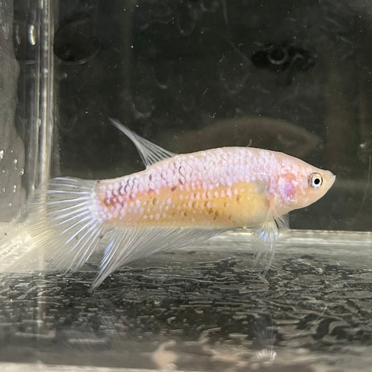 the-fish-farm Female Betta Female Betta - One Only - Y Choose your own Female Betta at The Fish Farm Australia