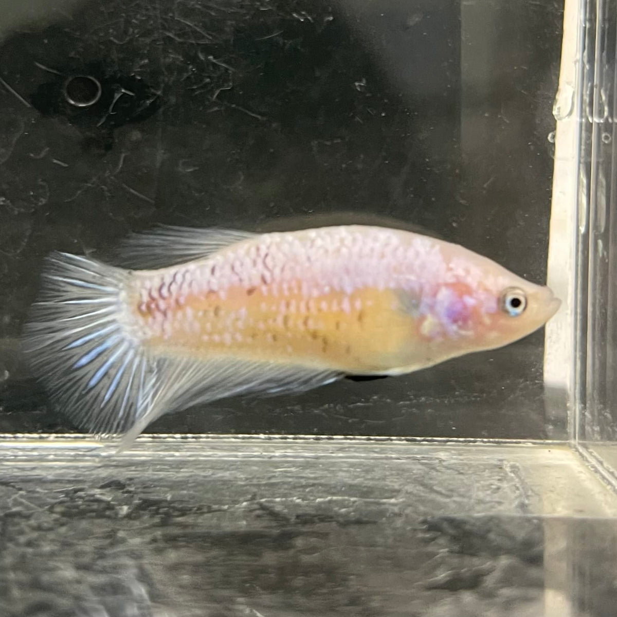 the-fish-farm Female Betta Female Betta - One Only - Y Choose your own Female Betta at The Fish Farm Australia