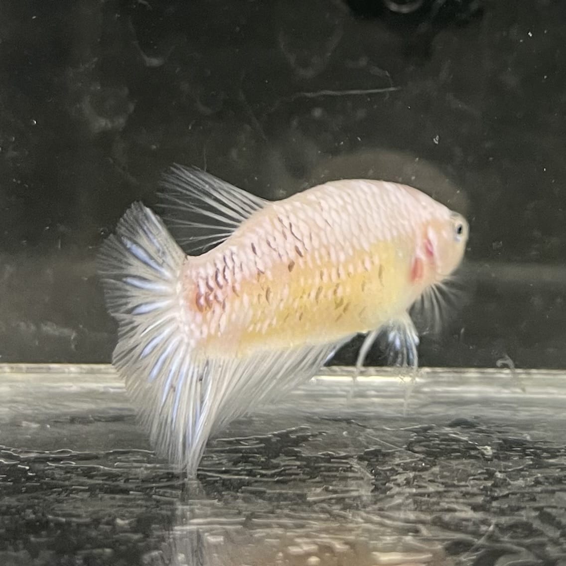 the-fish-farm Female Betta Female Betta - One Only - Y Choose your own Female Betta at The Fish Farm Australia