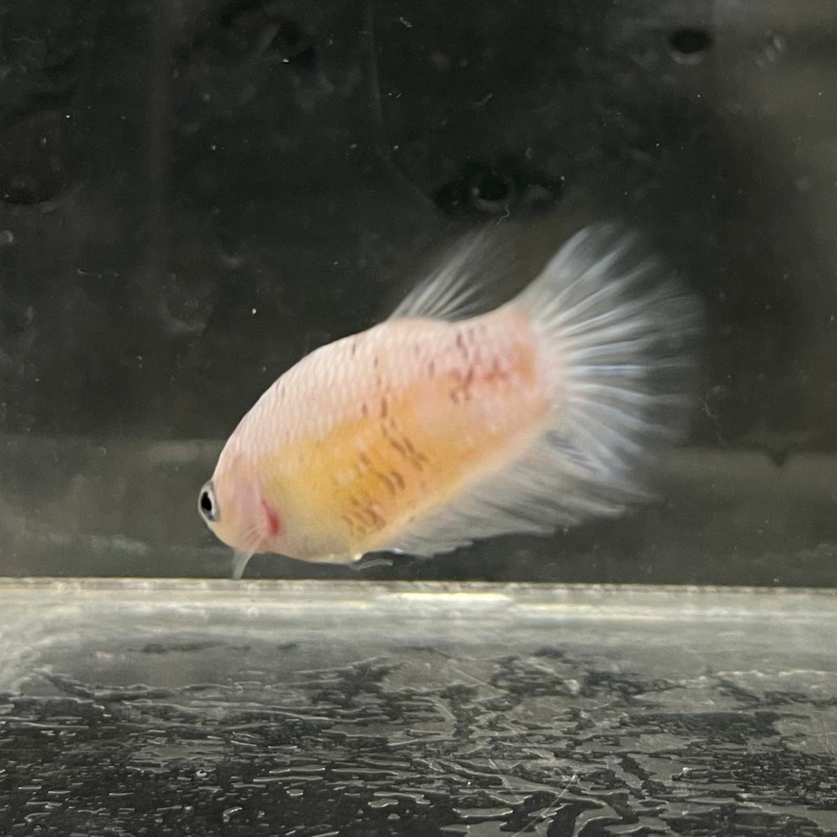 the-fish-farm Female Betta Female Betta - One Only - Y Choose your own Female Betta at The Fish Farm Australia