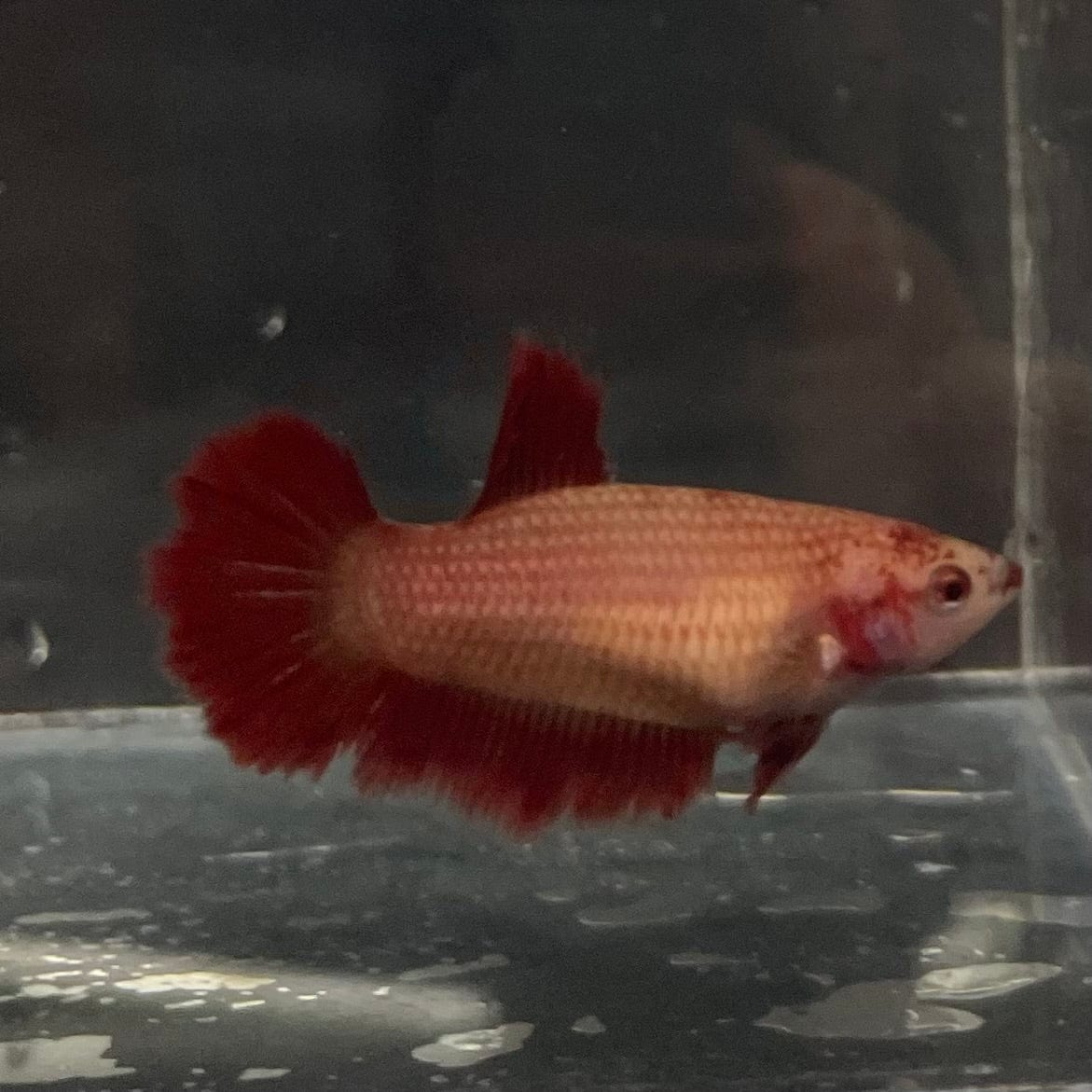 the-fish-farm Female Betta Female Betta - One Only - Y Choose your own Female Betta at The Fish Farm Australia