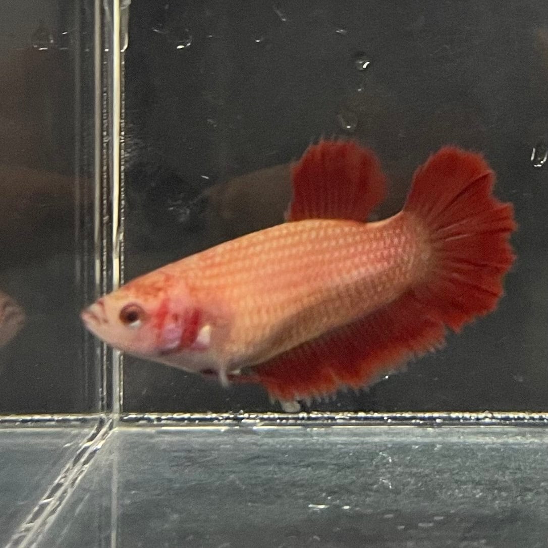 the-fish-farm Female Betta Female Betta - One Only - Y Choose your own Female Betta at The Fish Farm Australia