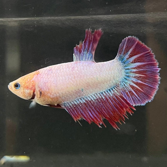 the-fish-farm Female Betta Female Betta - One Only - Z Choose your own Female Betta at The Fish Farm Australia