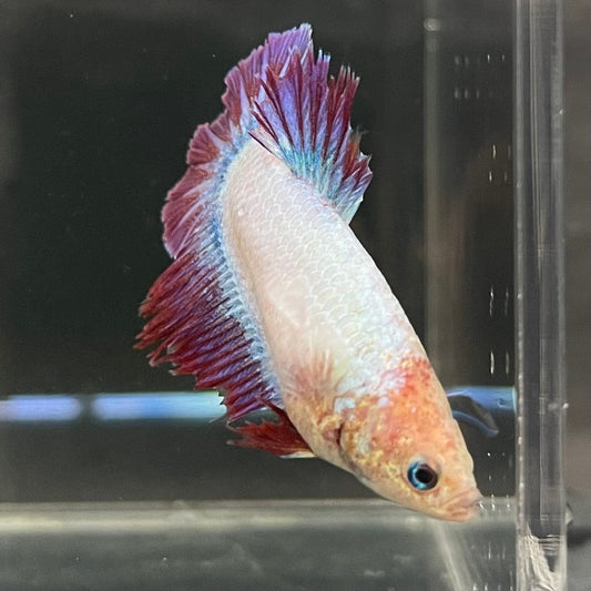 the-fish-farm Female Betta Female Betta - One Only - Z Choose your own Female Betta at The Fish Farm Australia