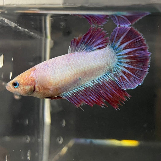 the-fish-farm Female Betta Female Betta - One Only - Z Choose your own Female Betta at The Fish Farm Australia