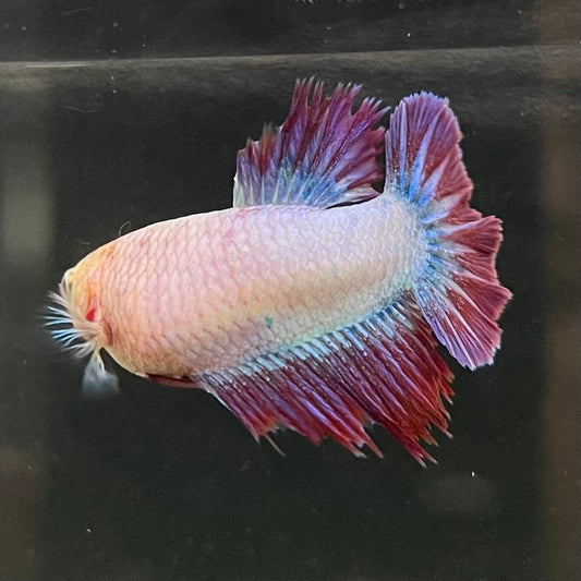 the-fish-farm Female Betta Female Betta - One Only - Z Choose your own Female Betta at The Fish Farm Australia