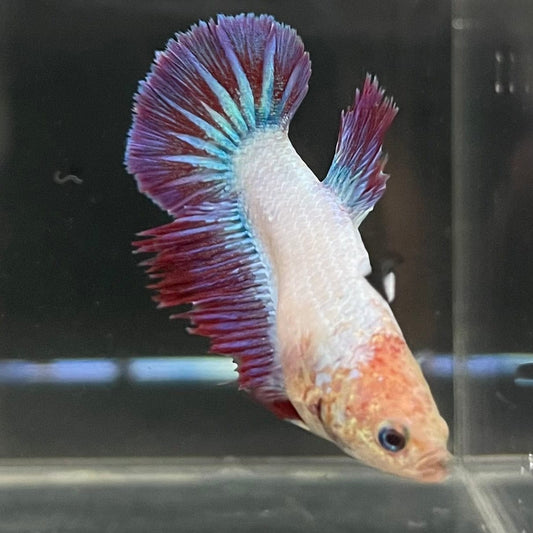the-fish-farm Female Betta Female Betta - One Only - Z Choose your own Female Betta at The Fish Farm Australia