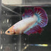 the-fish-farm Female Betta Female Betta - One Only - Z Choose your own Female Betta at The Fish Farm Australia