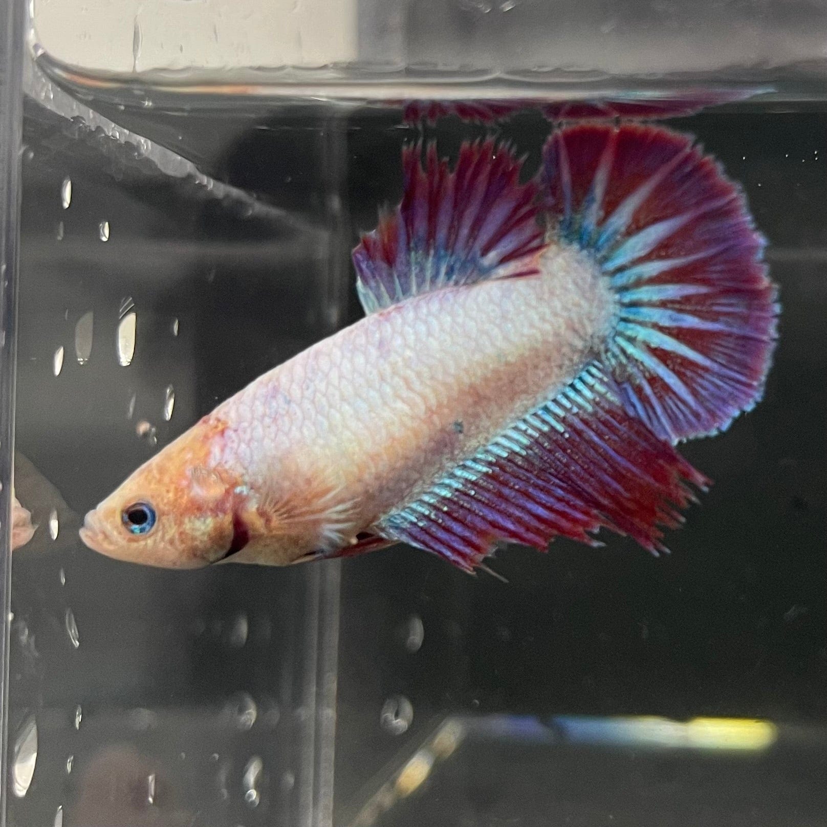 the-fish-farm Female Betta Female Betta - One Only - Z Choose your own Female Betta at The Fish Farm Australia
