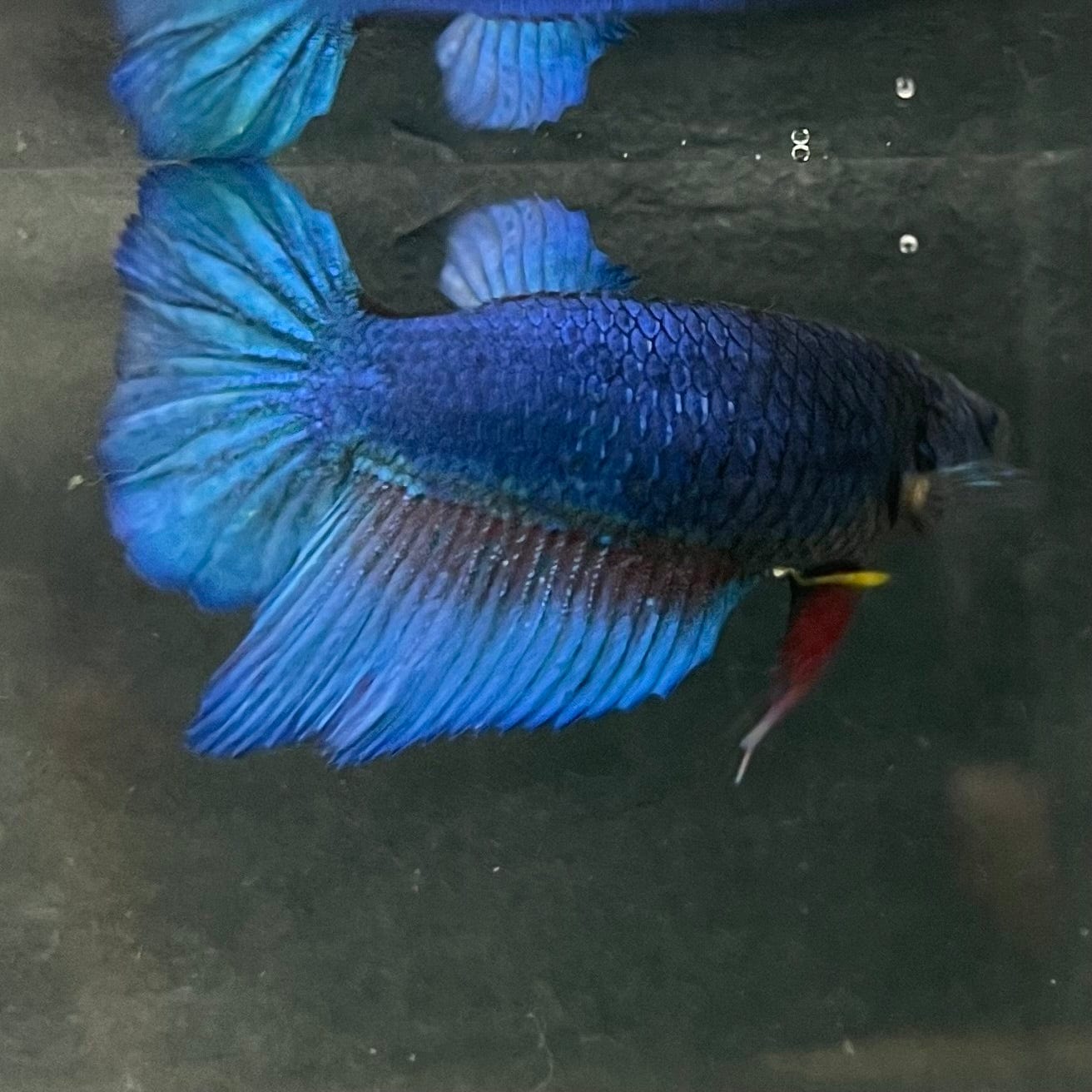 the-fish-farm Female Betta Female Betta - One Only - Z Choose your own Female Betta at The Fish Farm Australia