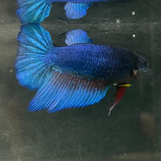 the-fish-farm Female Betta Female Betta - One Only - Z Choose your own Female Betta at The Fish Farm Australia
