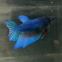 the-fish-farm Female Betta Female Betta - One Only - Z Choose your own Female Betta at The Fish Farm Australia